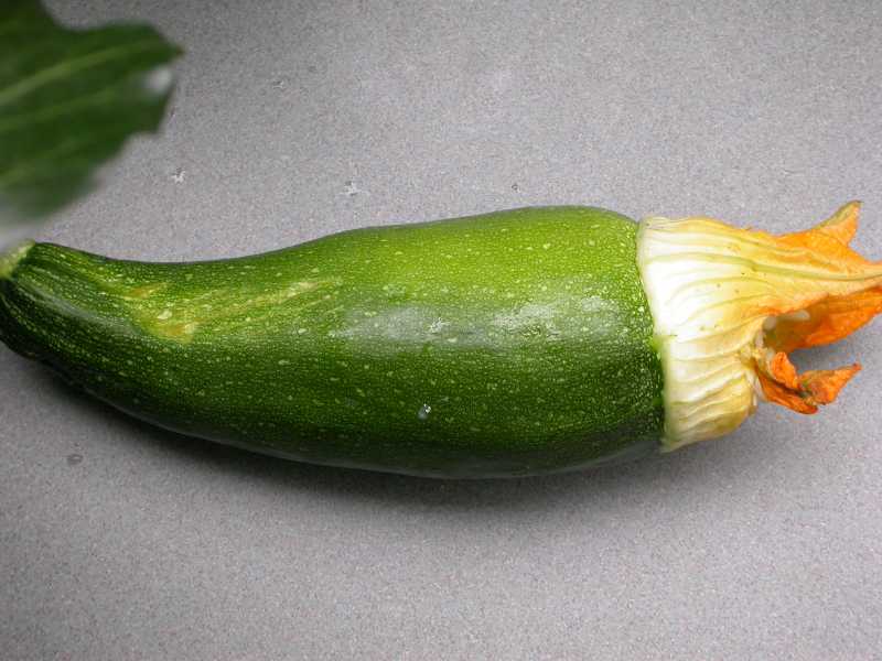Blossom End Rot of Cucurbits